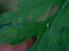 Psyllobora nana