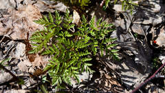 Anthriscus sylvestris