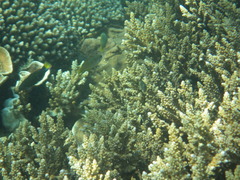 Anampses elegans