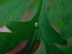 Psyllobora nana