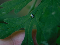 Psyllobora nana