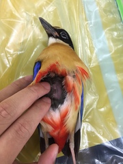 Pitta moluccensis