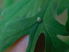 Psyllobora nana