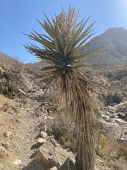 Yucca torreyi
