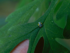 Psyllobora nana