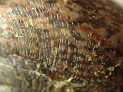 Helminthoglypta nickliniana