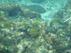 Anampses elegans