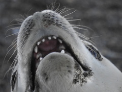 Lobodon carcinophaga