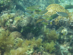 Anampses elegans