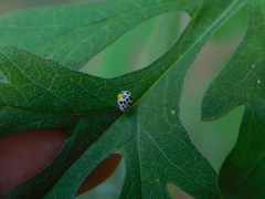 Psyllobora nana