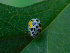 Psyllobora nana