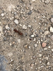 Pogonomyrmex occidentalis