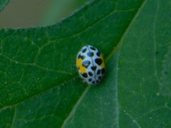 Psyllobora nana
