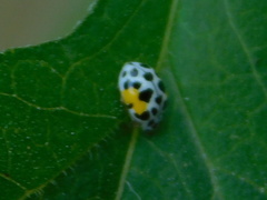 Psyllobora nana