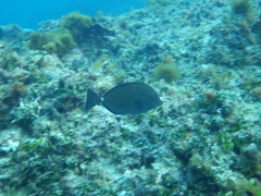 Prionurus maculatus