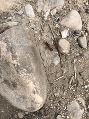 Pogonomyrmex occidentalis