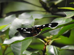 Exsula dentatrix albomaculata