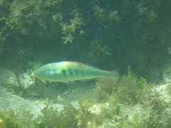 Stethojulis notialis