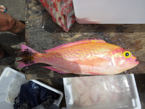 Caprodon krasyukovae