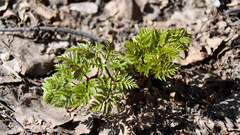 Anthriscus sylvestris