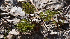 Anthriscus sylvestris