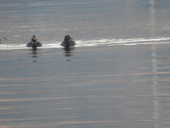 Tachyeres patachonicus