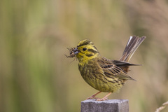 Emberiza citrinella caliginosa