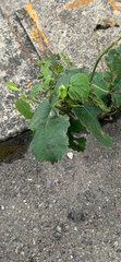 Morus indica