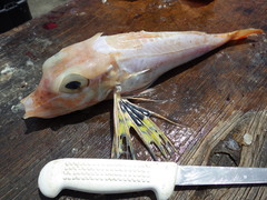 Pterygotrigla andertoni