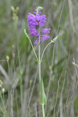 Physostegia pulchella