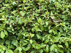 Enkianthus perulatus