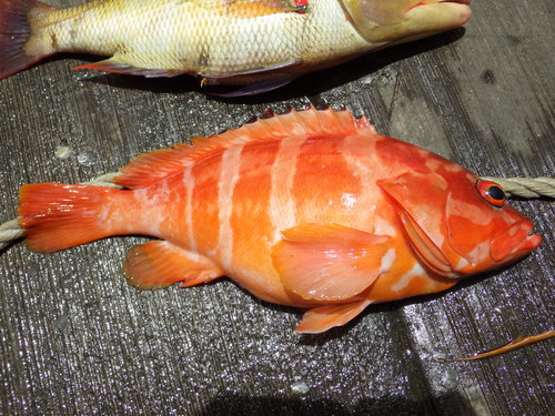 Photo of Blacktip grouper (Epinephelus fasciatus)