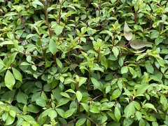 Enkianthus perulatus