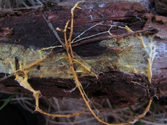 Piloderma