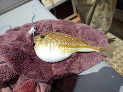 Highfin Toadfish photo 2