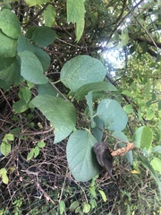 Trichostigma octandrum