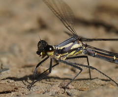 Austroargiolestes calcaris