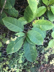 Trichostigma octandrum