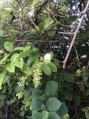 Trichostigma octandrum