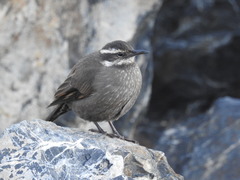 Cinclodes patagonicus