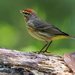 Palm Warbler - Photo (c) Ned Haight, some rights reserved (CC BY-NC-ND)