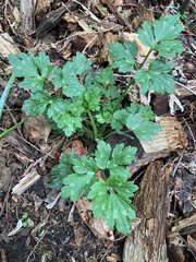 Ranunculus repens