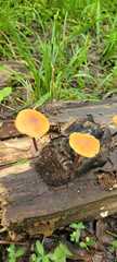 Gymnopilus liquiritiae