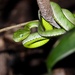 Hagen’s Pitviper - Photo (c) Catalina Tong, some rights reserved (CC BY-NC)
