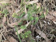 Acrotriche serrulata