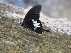Papilio nephelus annulus