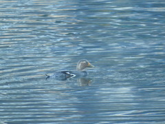 Tachyeres patachonicus