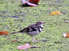 Dendronanthus indicus