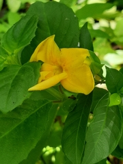Tabernaemontana grandiflora