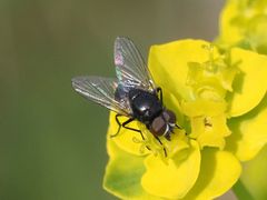 Musca tempestiva